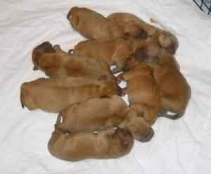 AKCDogueDeBordeauxPuppies